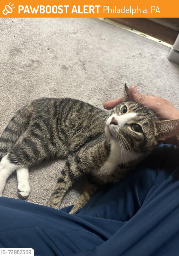 Found/Stray Male Cat last seen N36 st between Spring garden st and Hamilton st., Philadelphia, PA 19104