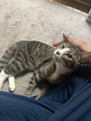 Found/Stray Male Cat last seen N36 st between Spring garden st and Hamilton st., Philadelphia, PA 19104