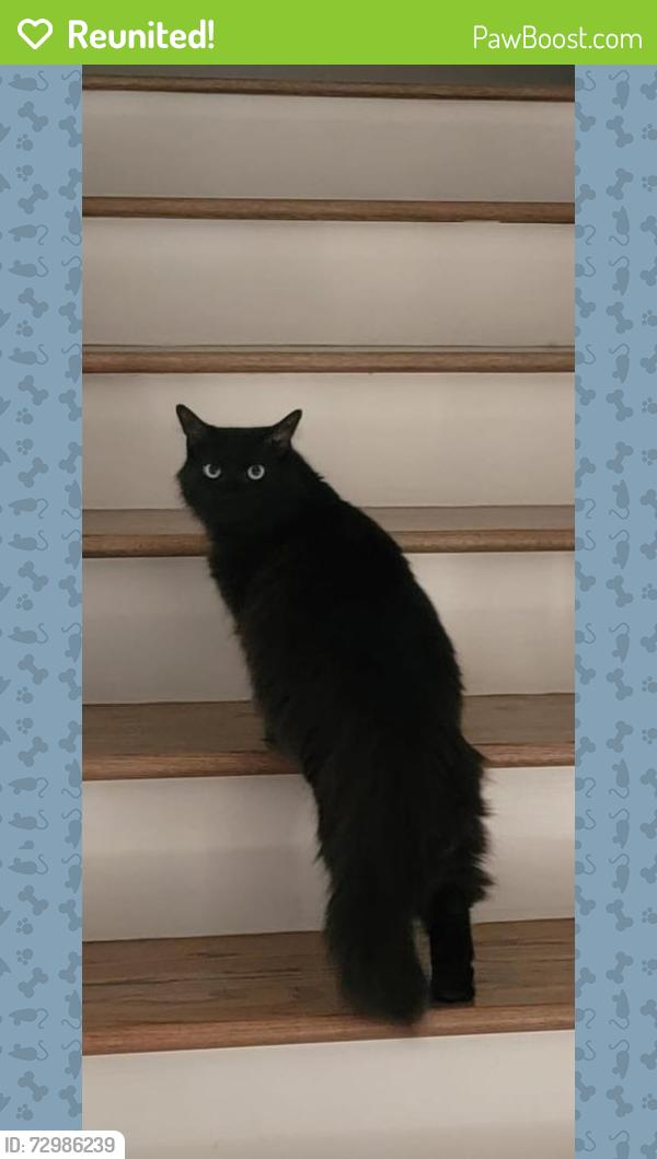 Reunited Female Cat last seen Anderson Grant Community, Woodruff, SC 29388