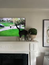 Reunited Male Cat last seen Virginia Pl near Lenox and West 4th, Fort Worth, TX 76107