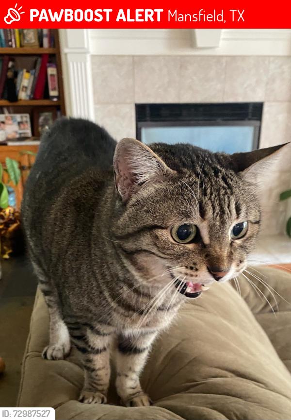 Lost Female Cat last seen Danbury Drive and Glen Abby Ct, Mansfield, TX 76063