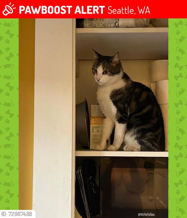 Lost Male Cat last seen 10th and W Galer, Seattle, WA 98119