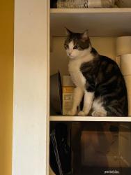 Lost Male Cat last seen 10th and W Galer, Seattle, WA 98119