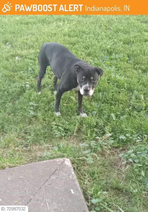 Found/Stray Male Dog last seen Between Maywood Rd and Holt Rd , Indianapolis, IN 46241