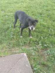 Found/Stray Male Dog last seen Between Maywood Rd and Holt Rd , Indianapolis, IN 46241