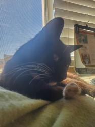 Lost Male Cat last seen Near East Northdale Ave, Near Truth Tabernacle,, Fresno, CA 93726