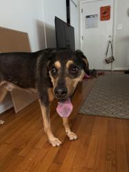 Reunited Male Dog last seen Purefoy Re, Chapel Hill, NC 27514