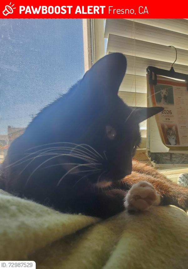 Lost Male Cat last seen Near East Northdale Ave, Near Truth Tabernacle,, Fresno, CA 93726