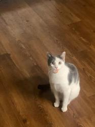 Lost Female Cat last seen Colfax , Akron, OH 44302