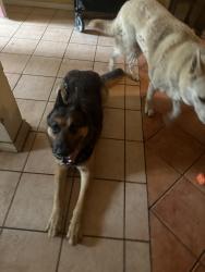 Found/Stray Male Dog last seen Rolling oaks mall, San Antonio, TX 78247