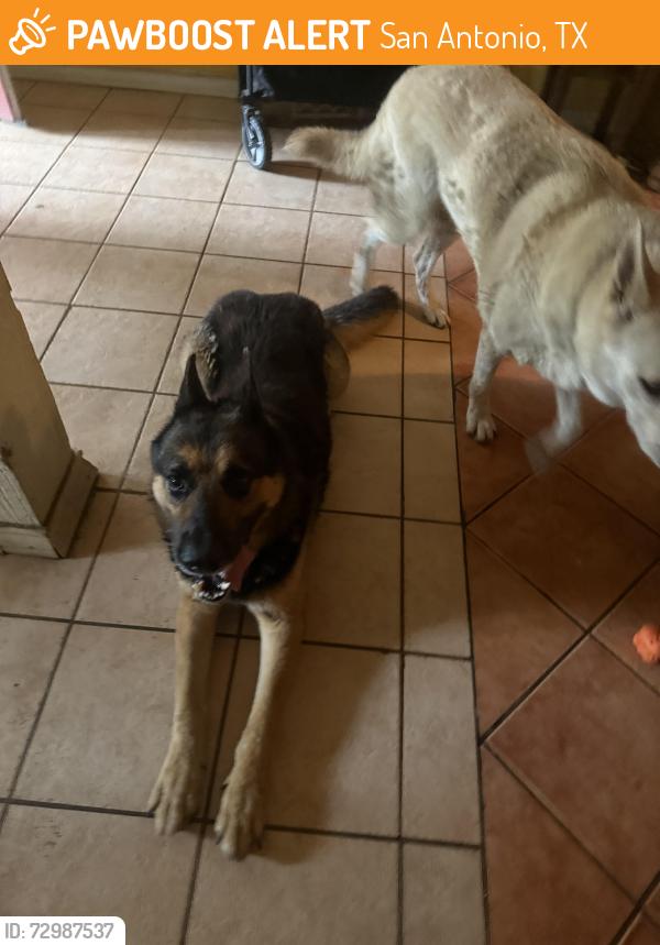 Found/Stray Male Dog last seen Rolling oaks mall, San Antonio, TX 78247