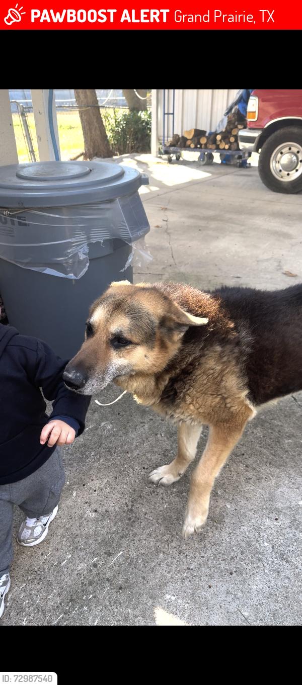Lost Male Dog last seen Mayfield rd and forum dr, Grand Prairie, TX 75052