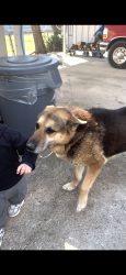 Lost Male Dog last seen Mayfield rd and forum dr, Grand Prairie, TX 75052