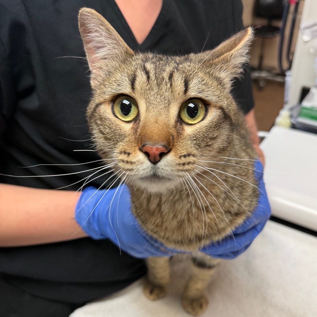 Shelter Stray Male Cat last seen , 11665 US-89, Flagstaff, AZ 86004, USA