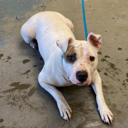 Shelter Stray Female Dog last seen , 2350 Appling City Cove, Memphis, TN 38133, USA