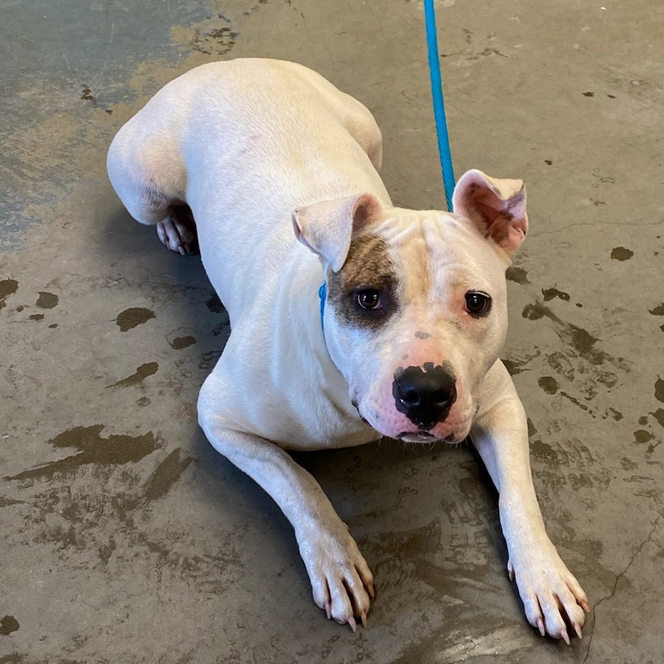 Shelter Stray Female Dog last seen , 2350 Appling City Cove, Memphis, TN 38133, USA