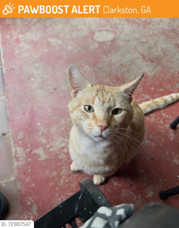 Found/Stray Male Cat last seen Pecan Street in Clarkson, Clarkston, GA 30021