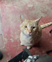 Found/Stray Male Cat last seen Pecan Street in Clarkson, Clarkston, GA 30021
