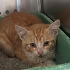 Shelter Stray Unknown Cat last seen , 3428 S Jenkins Ave, Norman, OK 73072, USA