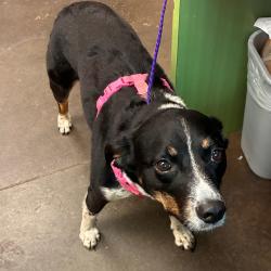 Shelter Stray Female Dog last seen , 3428 S Jenkins Ave, Norman, OK 73072, USA