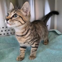 Shelter Stray Male Cat last seen , 3428 S Jenkins Ave, Norman, OK 73072, USA