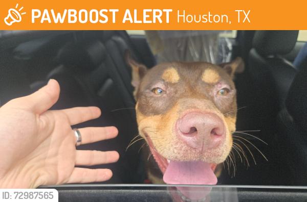Found/Stray Male Dog last seen Barker cypess and barker clodine, Houston, TX 77094