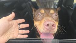 Found/Stray Male Dog last seen Barker cypess and barker clodine, Houston, TX 77094