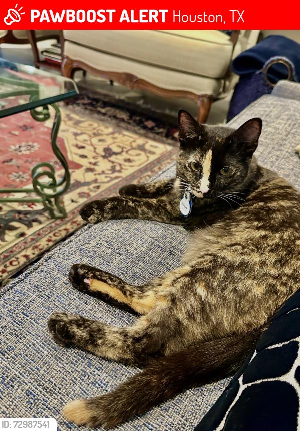 Lost Female Cat last seen Valley Manor Dr Kingwood Texas , Houston, TX 77339