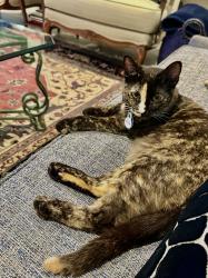 Lost Female Cat last seen Valley Manor Dr Kingwood Texas , Houston, TX 77339
