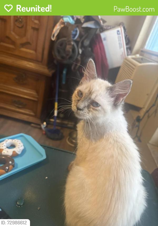 Reunited Female Cat last seen Swinburn park, Albany, NY 12206