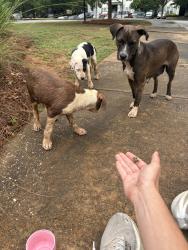 Found/Stray Unknown Dog last seen Near Antietam dr, Columbus, GA 31907