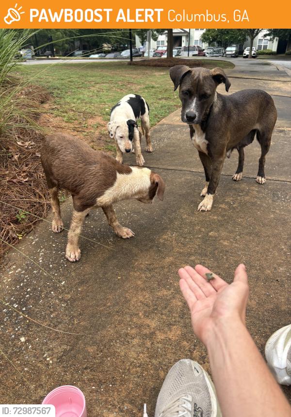 Found/Stray Unknown Dog last seen Near Antietam dr, Columbus, GA 31907