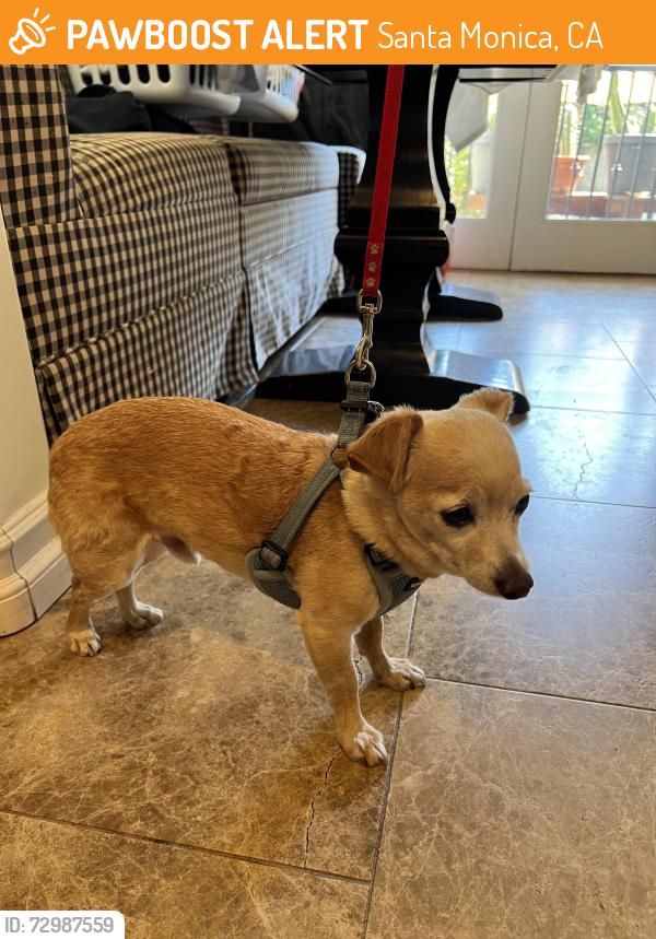 Found/Stray Male Dog last seen 19th St. and Montana Avenue, Santa Monica, CA 90403
