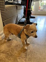 Found/Stray Male Dog last seen 19th St. and Montana Avenue, Santa Monica, CA 90403