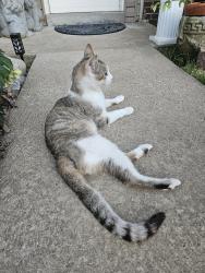 Found/Stray Male Cat last seen Silver Ridge Drive, St. Peters, MO 63376