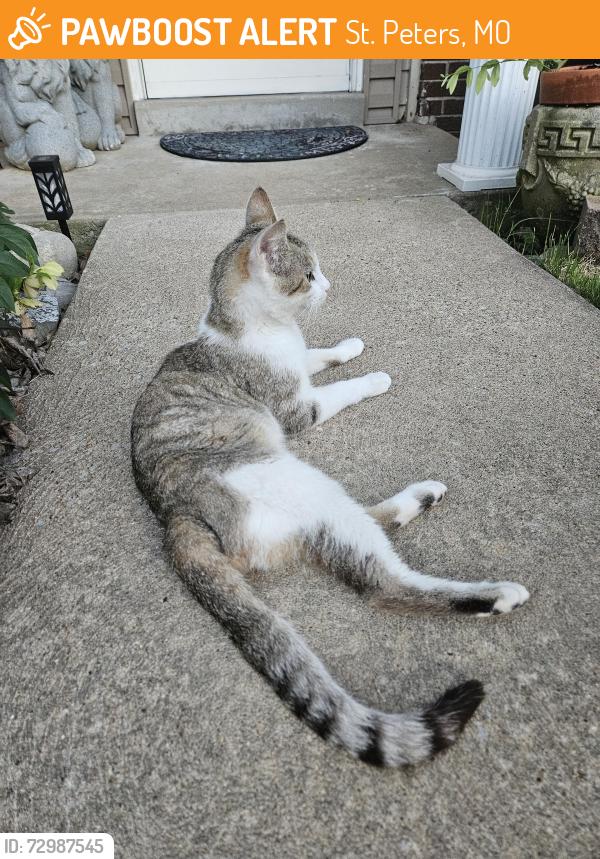 Found/Stray Male Cat last seen Silver Ridge Drive, St. Peters, MO 63376