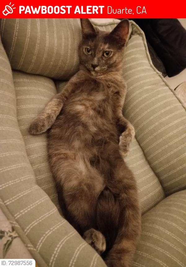 Lost Female Cat last seen ENCANTO PARK, DUARTE, CA, Duarte, CA 91010