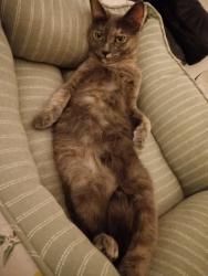 Lost Female Cat last seen ENCANTO PARK, DUARTE, CA, Duarte, CA 91010