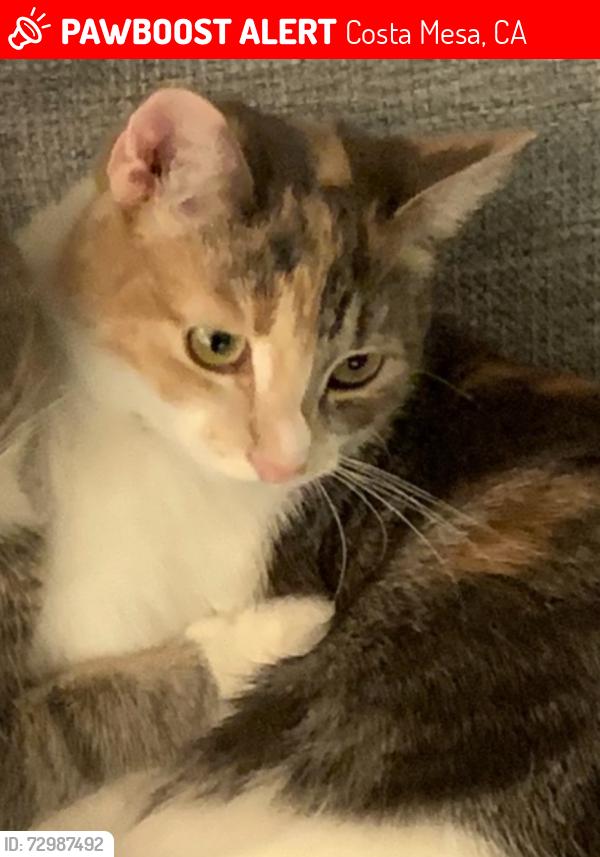 Lost Female Cat last seen Near 16 pl costa mesa, Costa Mesa, CA 92627