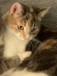 Lost Female Cat last seen Near 16 pl costa mesa, Costa Mesa, CA 92627