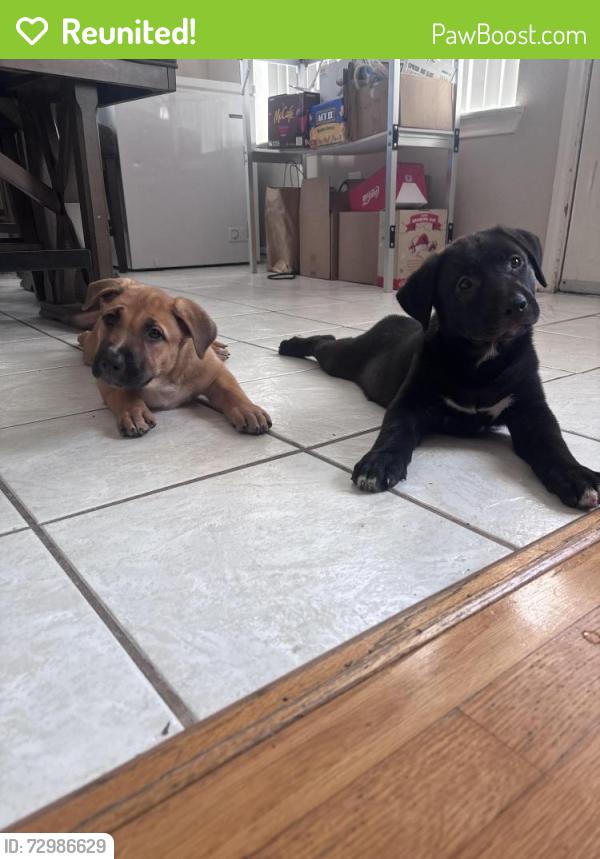 Reunited Female Dog last seen Plantation Bend, Sugar Land, TX 77478