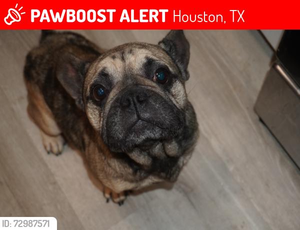Lost Male Dog last seen Swallows, Houston, TX 77061