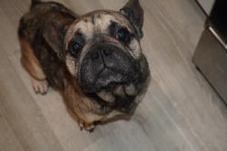 Lost Male Dog last seen Swallows, Houston, TX 77061