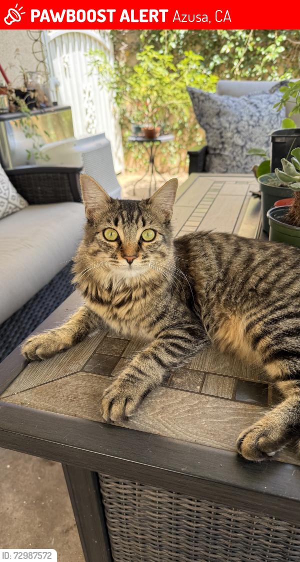 Lost Female Cat last seen Sandstone Way; Mountain Cove Community, Azusa, CA 91702