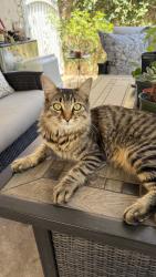 Lost Female Cat last seen Sandstone Way; Mountain Cove Community, Azusa, CA 91702