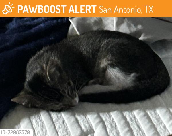 Found/Stray Male Cat last seen Near Kenna Mist, San Antonio, TX 78247