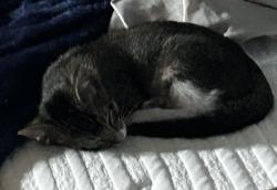 Found/Stray Male Cat last seen Near Kenna Mist, San Antonio, TX 78247