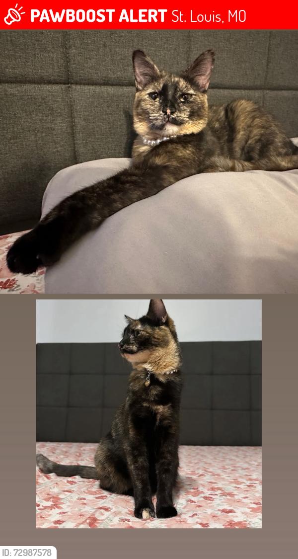Lost Female Cat last seen Midland blvd & Ashby rd , St. Louis, MO 63114