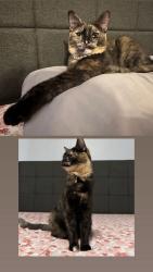 Lost Female Cat last seen Midland blvd & Ashby rd , St. Louis, MO 63114