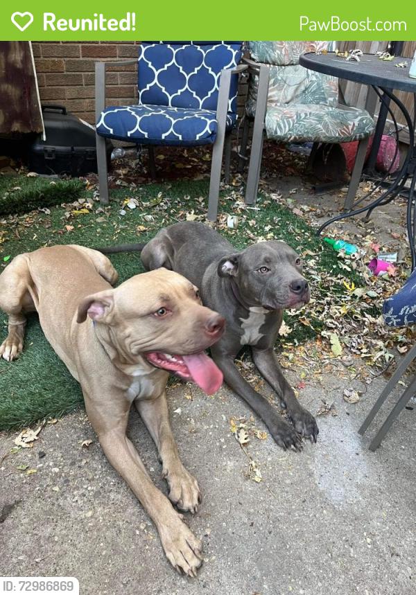 Reunited Male Dog last seen Johnston and elm , west state and Albert , maybe near Ellis school, Rockford, IL 61101